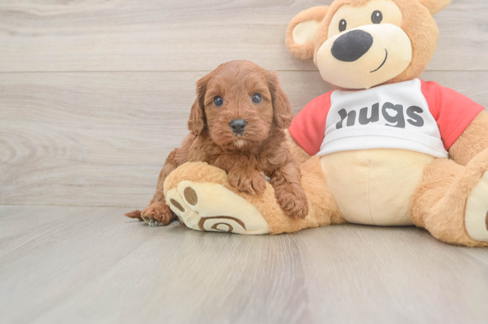 5 week old Cavapoo Puppy For Sale - Fairfield Furbabies