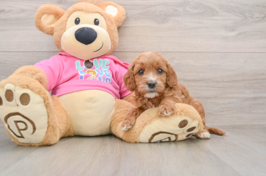 Fluffy Cavapoo Poodle Mix Pup