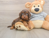 8 week old Cavapoo Puppy For Sale - Fairfield Furbabies