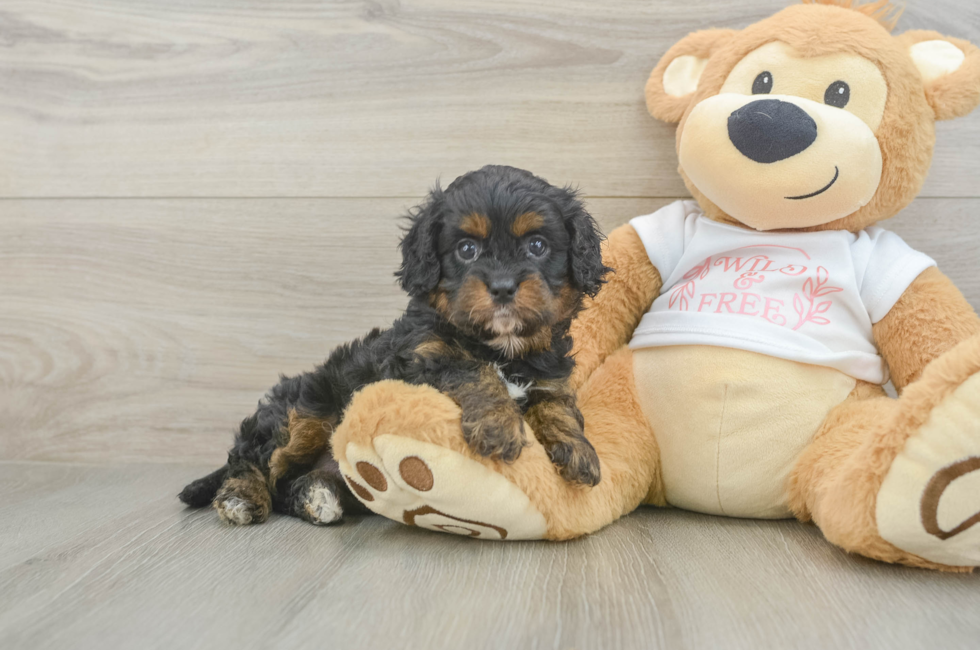 5 week old Cavapoo Puppy For Sale - Fairfield Furbabies