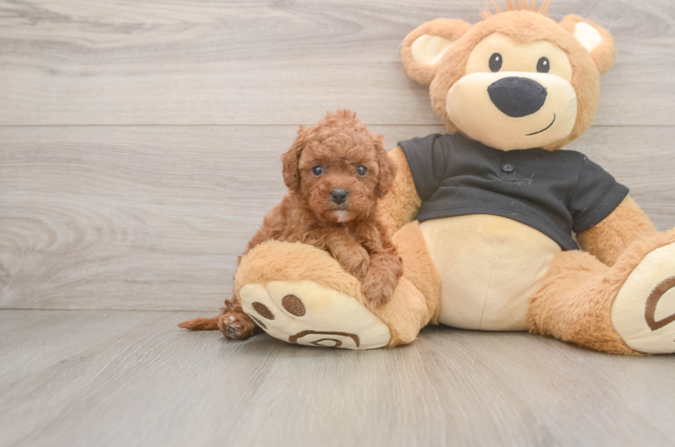 5 week old Cavapoo Puppy For Sale - Fairfield Furbabies
