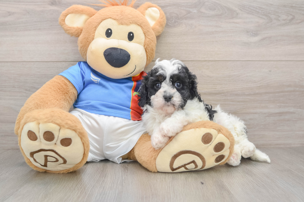 Cavapoo Pup Being Cute