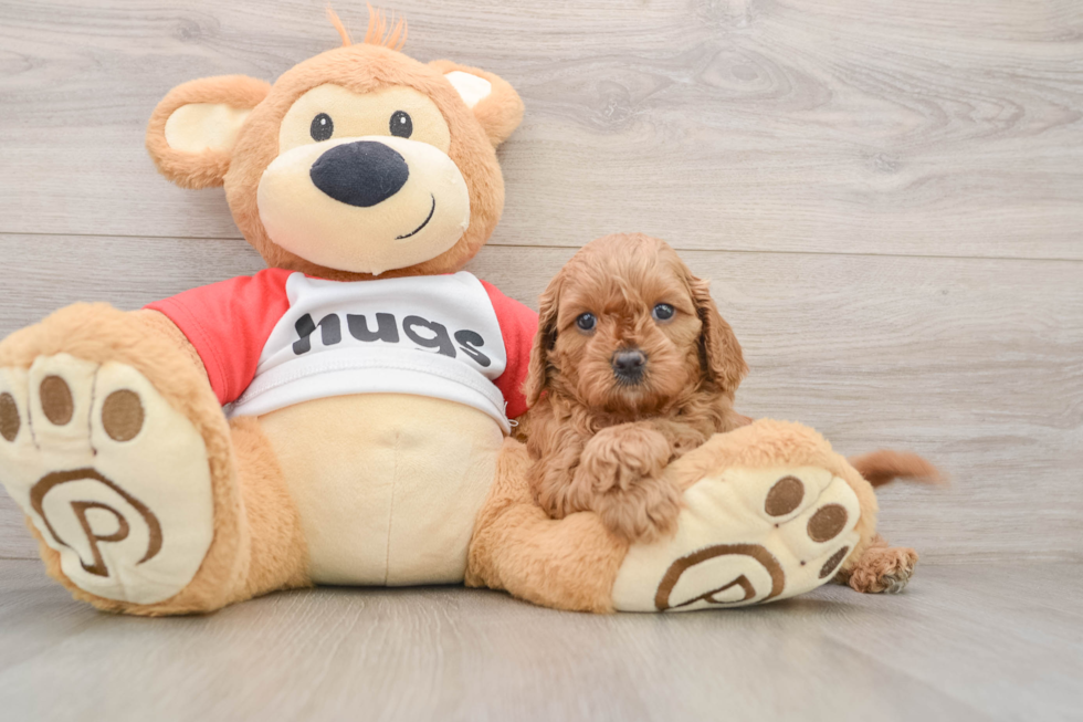 Cavapoo Pup Being Cute