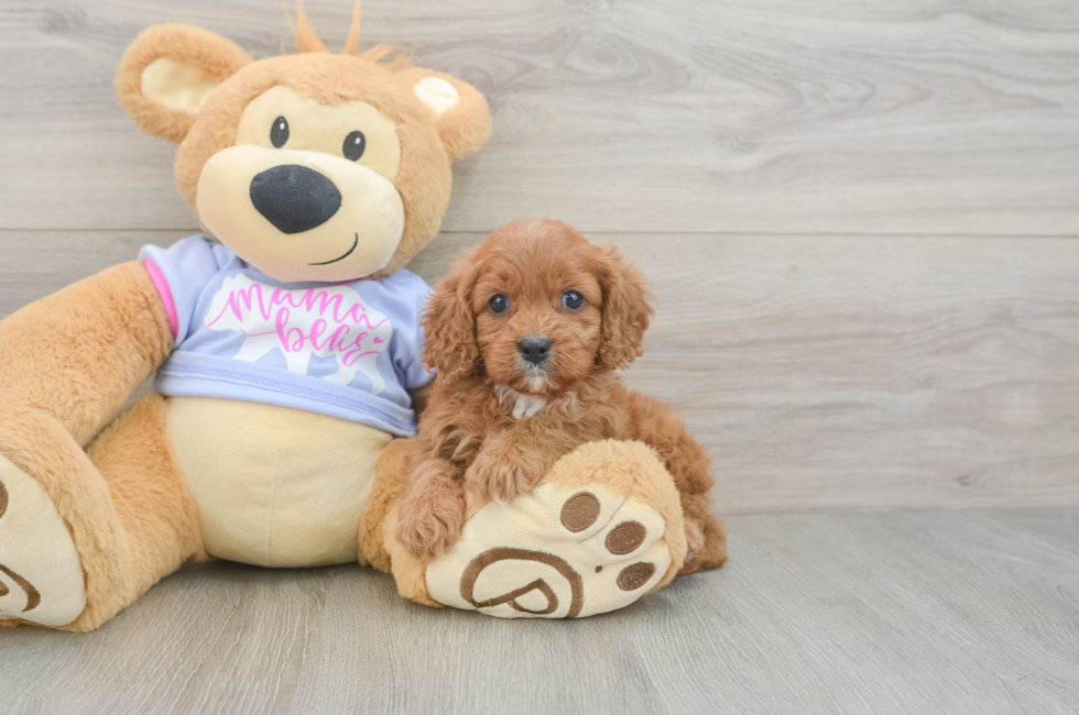6 week old Cavapoo Puppy For Sale - Fairfield Furbabies