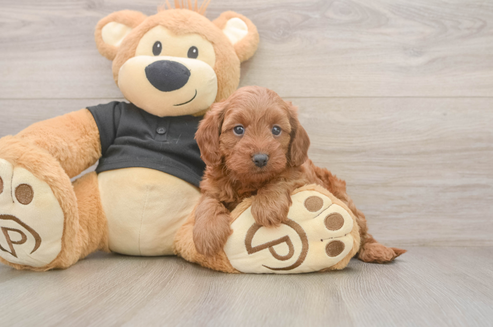 5 week old Cavapoo Puppy For Sale - Fairfield Furbabies