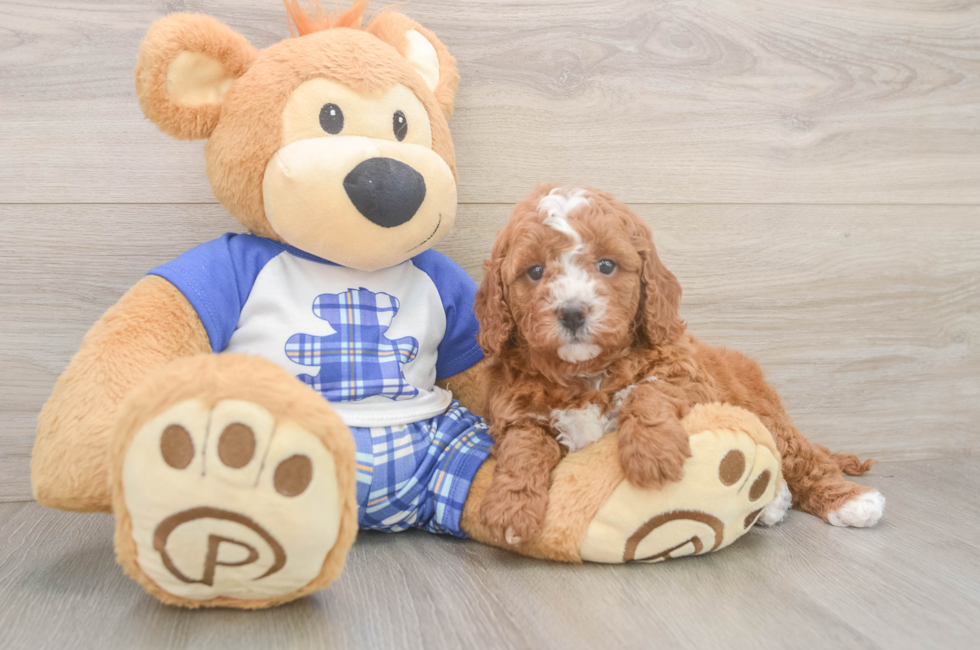 5 week old Cavapoo Puppy For Sale - Fairfield Furbabies
