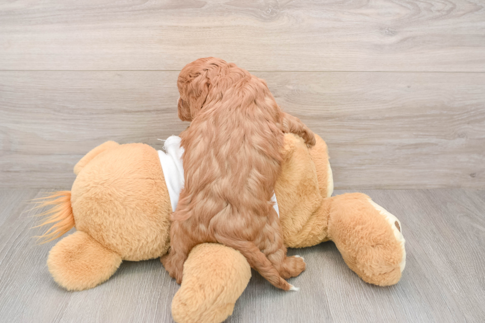 Cavapoo Puppy for Adoption