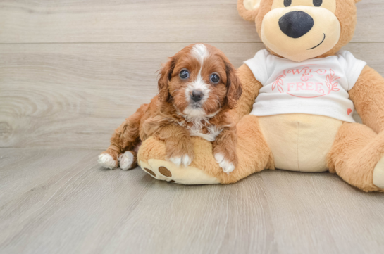 VALORA, a Cavapoo littermate