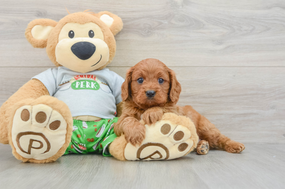 7 week old Cavapoo Puppy For Sale - Fairfield Furbabies