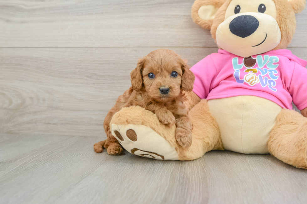 7 week old Cavapoo Puppy For Sale - Fairfield Furbabies