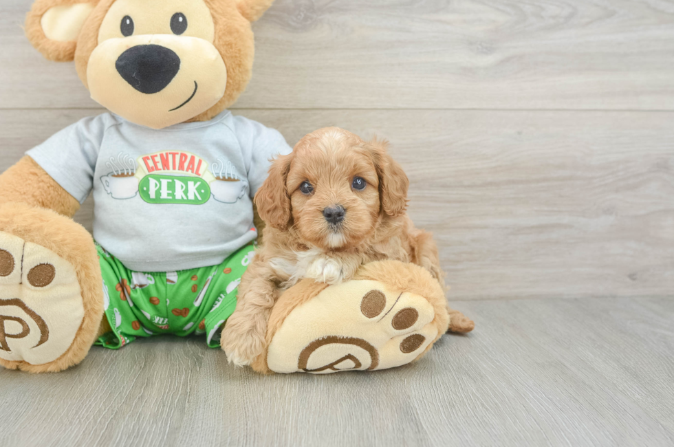 5 week old Cavapoo Puppy For Sale - Fairfield Furbabies