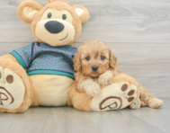 7 week old Cavapoo Puppy For Sale - Fairfield Furbabies
