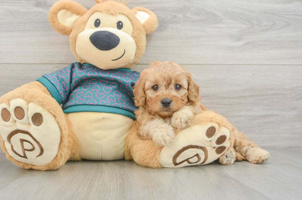7 week old Cavapoo Puppy For Sale - Fairfield Furbabies