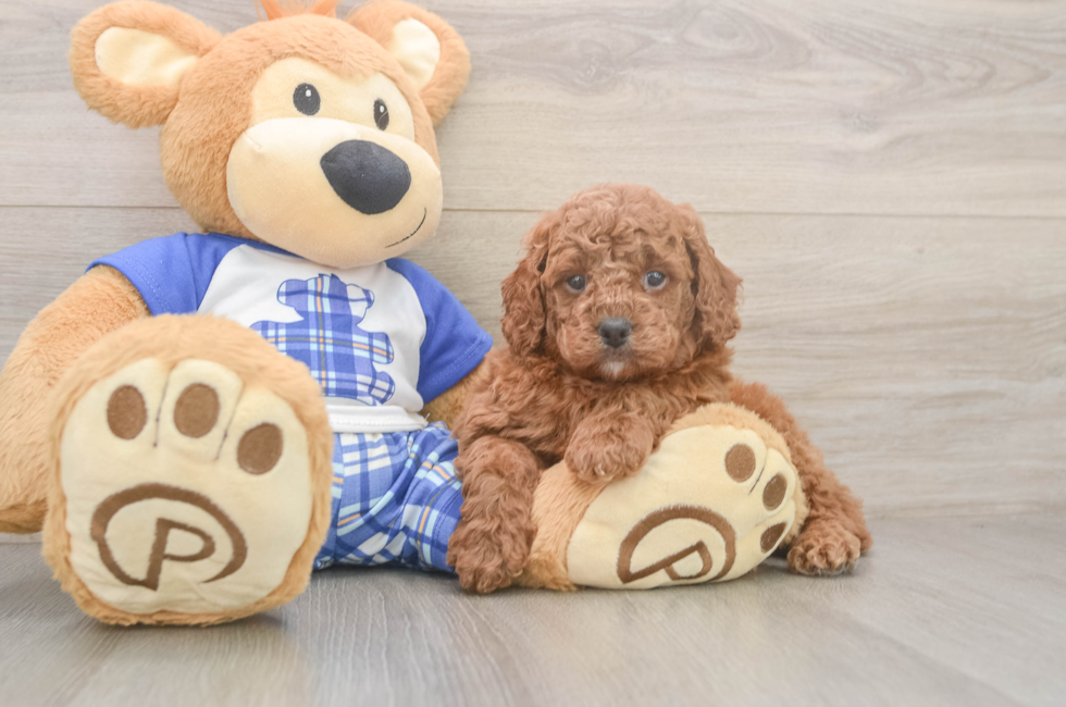 5 week old Cavapoo Puppy For Sale - Fairfield Furbabies