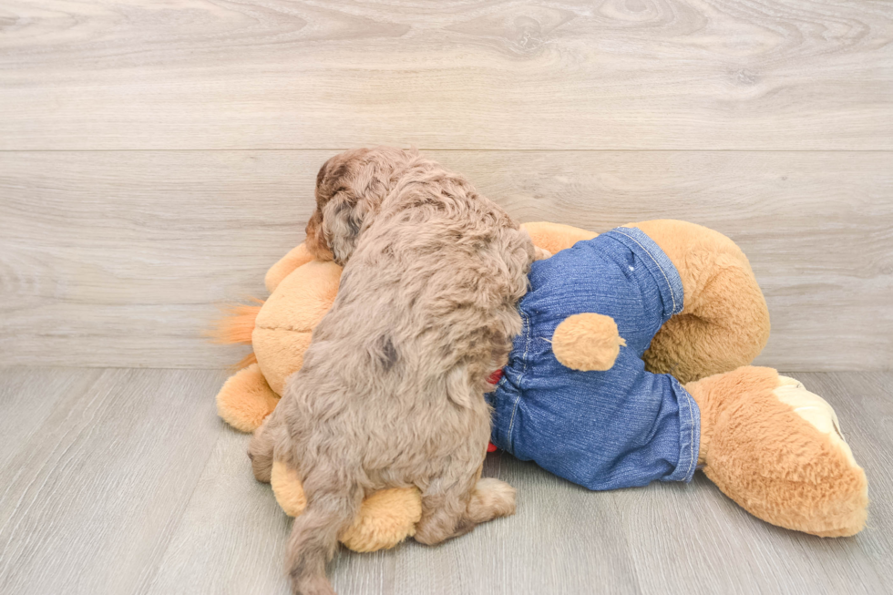 Smart Cavapoo Poodle Mix Pup