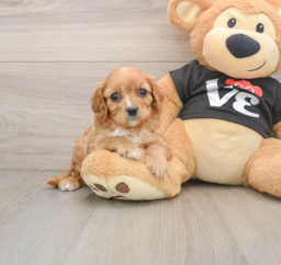 8 week old Cavapoo Puppy For Sale - Fairfield Furbabies