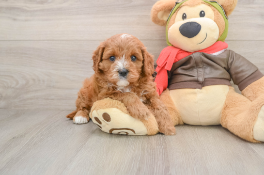 VANCE, a Cavapoo littermate