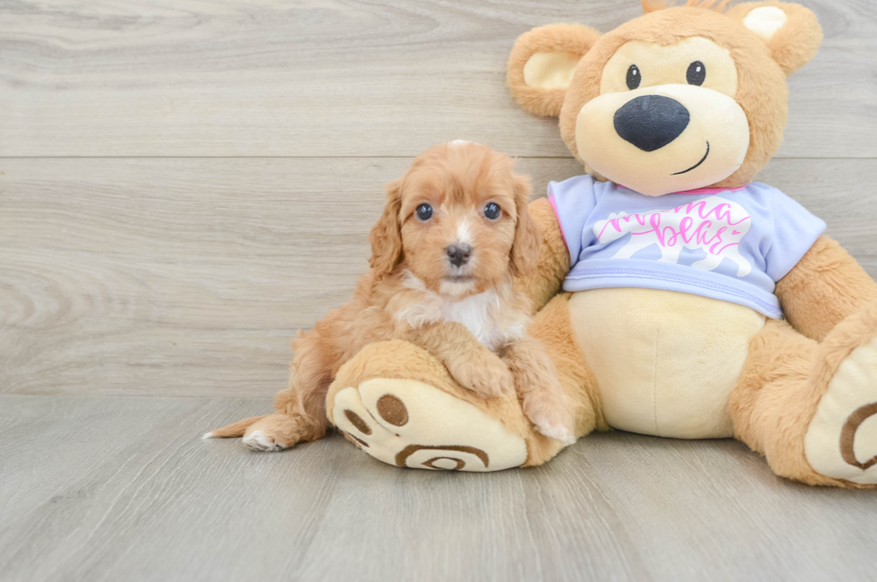 6 week old Cavapoo Puppy For Sale - Fairfield Furbabies