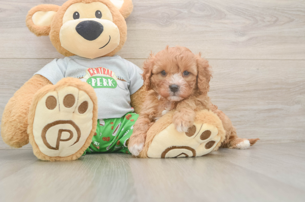 8 week old Cavapoo Puppy For Sale - Fairfield Furbabies