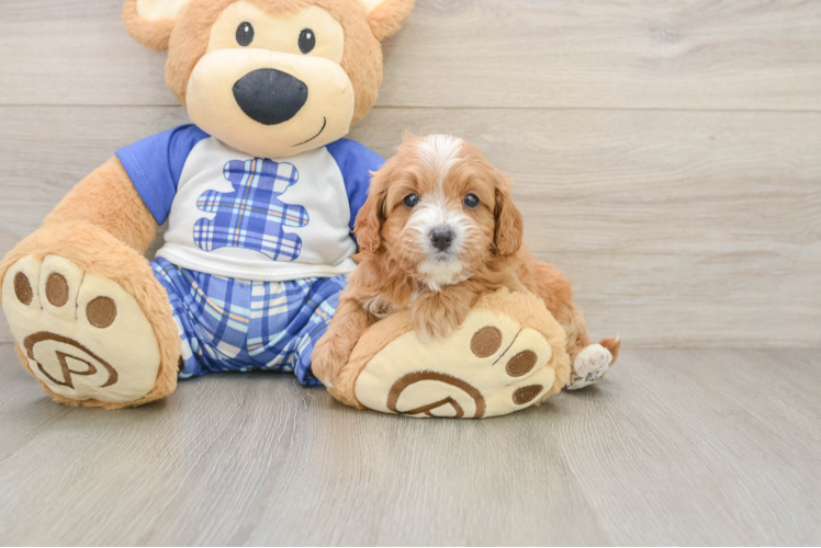 Cute Cavapoo Baby