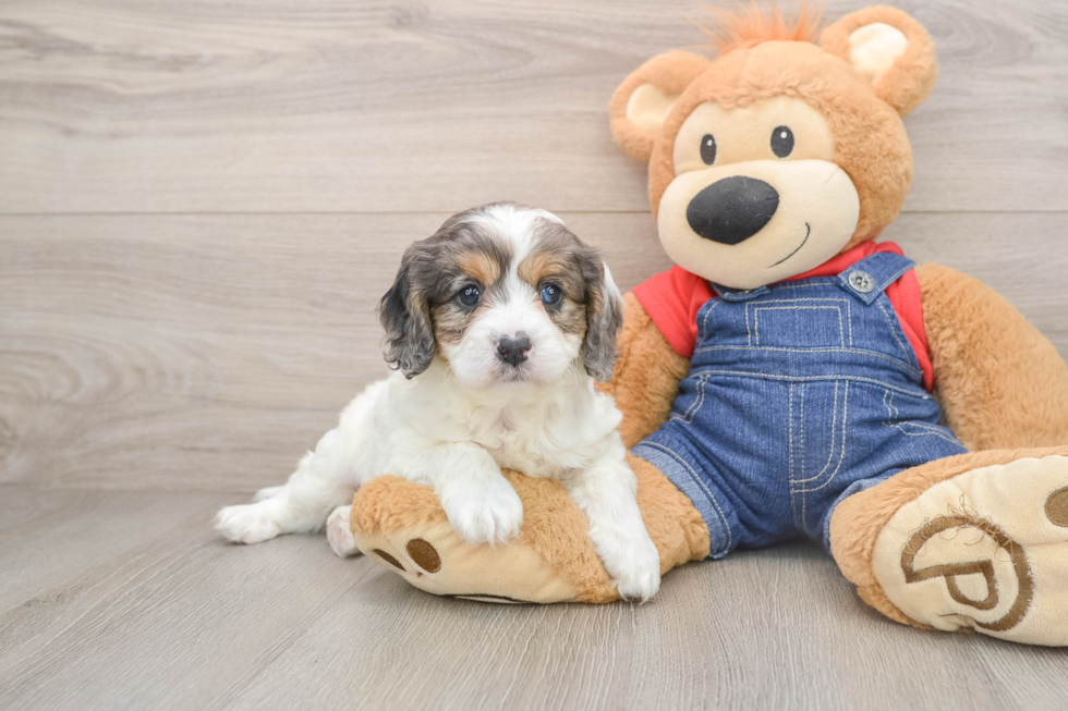 Best Cavapoo Baby