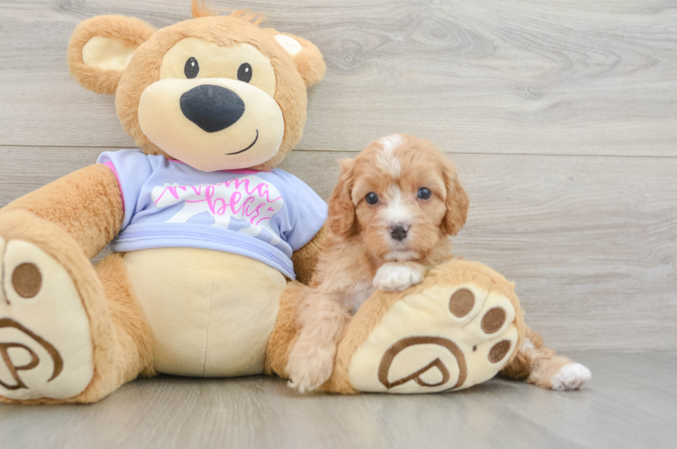 6 week old Cavapoo Puppy For Sale - Fairfield Furbabies