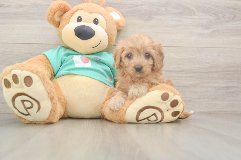 6 week old Cavapoo Puppy For Sale - Fairfield Furbabies