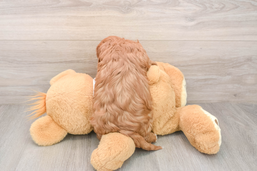 Hypoallergenic Cavadoodle Poodle Mix Puppy