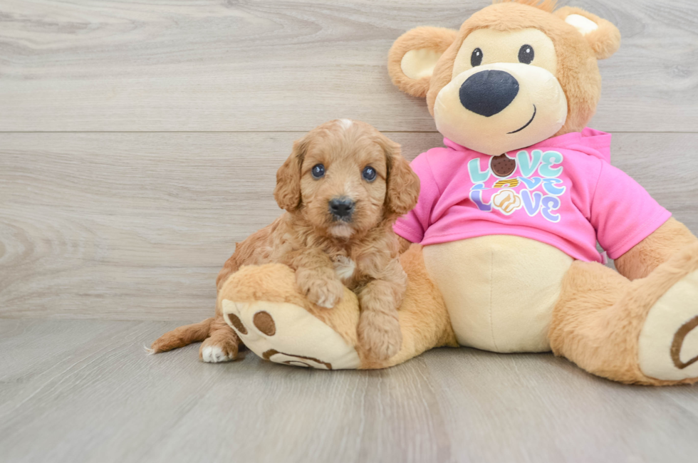 7 week old Cavapoo Puppy For Sale - Fairfield Furbabies