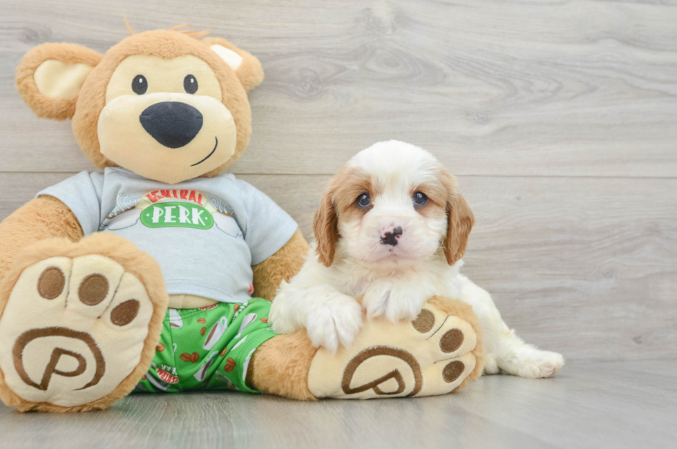 7 week old Cavapoo Puppy For Sale - Fairfield Furbabies
