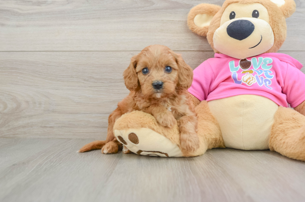 7 week old Cavapoo Puppy For Sale - Fairfield Furbabies