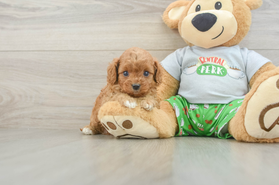 5 week old Cavapoo Puppy For Sale - Fairfield Furbabies
