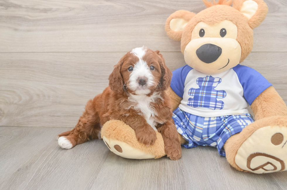 5 week old Cavapoo Puppy For Sale - Fairfield Furbabies