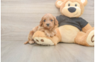 Best Cavapoo Baby