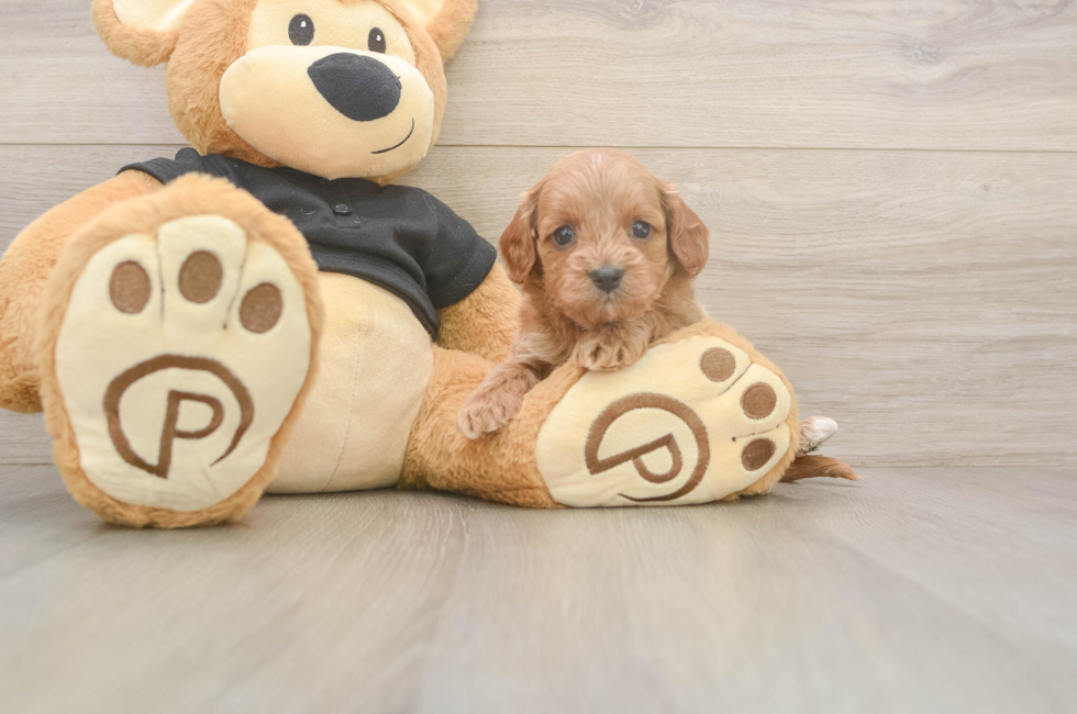 6 week old Cavapoo Puppy For Sale - Fairfield Furbabies