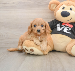 8 week old Cavapoo Puppy For Sale - Fairfield Furbabies