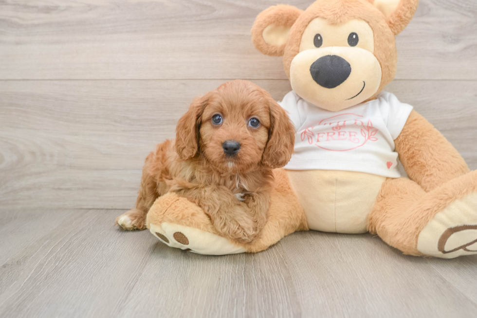 Adorable Cavalier King Charles Spaniel and Poodle Mix Poodle Mix Puppy