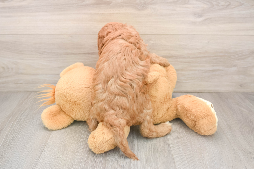 Best Cavapoo Baby