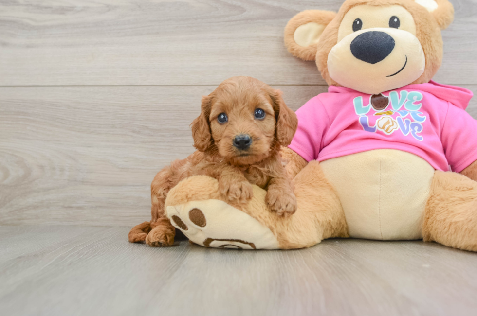 7 week old Cavapoo Puppy For Sale - Fairfield Furbabies
