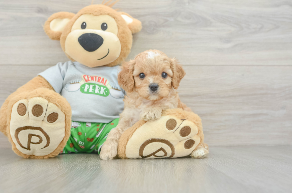 5 week old Cavapoo Puppy For Sale - Fairfield Furbabies