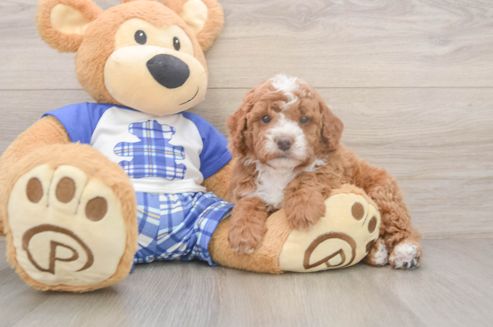 5 week old Cavapoo Puppy For Sale - Fairfield Furbabies