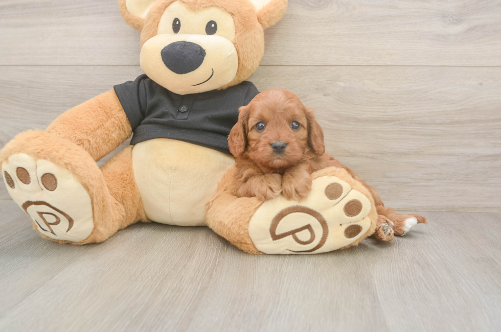 6 week old Cavapoo Puppy For Sale - Fairfield Furbabies