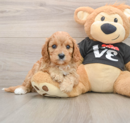 8 week old Cavapoo Puppy For Sale - Fairfield Furbabies