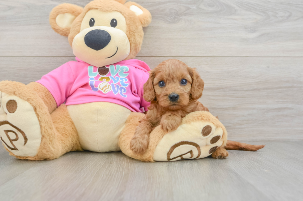 7 week old Cavapoo Puppy For Sale - Fairfield Furbabies