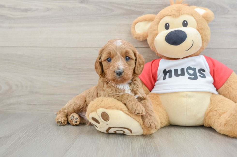 6 week old Cavapoo Puppy For Sale - Fairfield Furbabies
