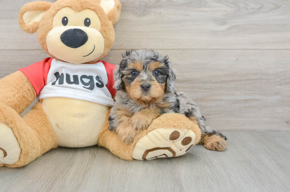 6 week old Cavapoo Puppy For Sale - Fairfield Furbabies