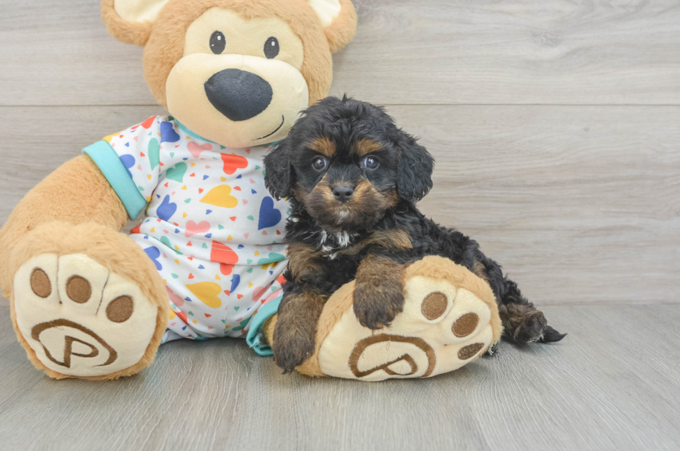 7 week old Cavapoo Puppy For Sale - Fairfield Furbabies