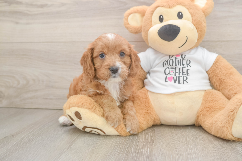 6 week old Cavapoo Puppy For Sale - Fairfield Furbabies