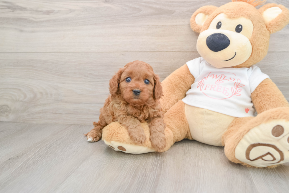 Smart Cavapoo Poodle Mix Pup