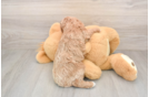 Little Cavipoo Poodle Mix Puppy